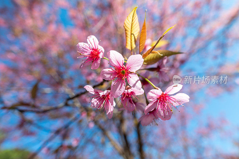 樱花(Sakura Flower)、樱花(Cherry Blossom)、泰国清迈(Chiang Mai)，或当地语言中的Nang Phaya Sua Krong Flower